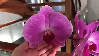 Phalaenopsis Orchid Care #2 - Phalaenopsis Care, Culture and Repotting Tips