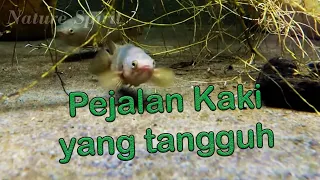 Ikan Puyu yang selalu bertahan dari masa ke masa #ikanpuyu