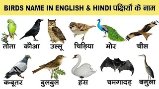 20 Birds Name in Hindi and English | पक्षियों के नाम | Birds Name | Hindi and English Vocabulary