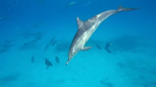 Egypt - Marsa Alam (2018)