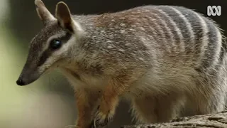 Saving the Numbat | Magical Land Of Oz