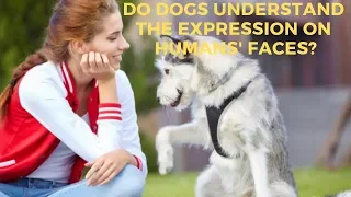 Do Dogs Understand The Expression On Humans' Faces?