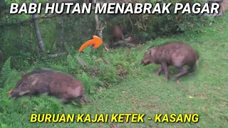 BABI HUTAN LARI KENCANG LALU MENABRAK PAGAR KEBUN JAGUNG MILIK PETANI #berburuhamababi