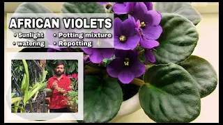 How to care for African violets ? | sunlight|watering|potting mixture |