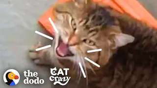 Stray Cat Keeps Sneaking In For Food | The Dodo Cat Crazy