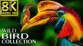 Wild Birds Collection in the World 8K VIDEO ULTRA HD HDR 60FPS 🦜 Bird Sounds With Relax Music