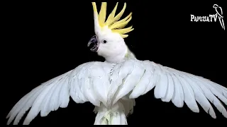 Cockatoo - Training, Care and Feeding