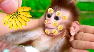 Monkey Baby Bi Bon harvests banana with puppy and to make skin masks with duckling| KUDO ANIMAL KIKI