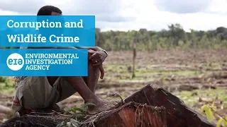 Corruption & Wildlife Crime