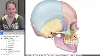 Maxilla Mandible (Skull) ☆ Human Anatomy Course