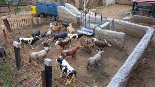 brincando de fazendinha levando a boiada magra pra outra fazenda. pesando os bois