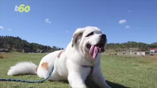 This Dog Has the Guinness World Record for Longest Tongue