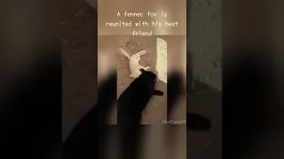 A fennec fox is reunited with his best friend