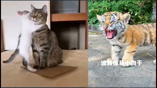 😂😂小老虎太可愛啦！You must have never seen such a cute little tiger with a funny cry#037