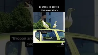 Опасно утром на районе😅 Чайки атакуют и ржут))