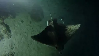 Night Diving at Hol Chan Marine Reserve in Belize