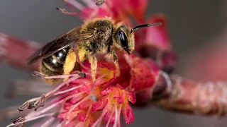 Flowering Plants for Andrenid Mining Bees I: Spring to Early-summer