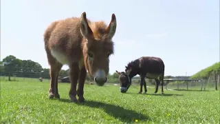 Moon the baby donkey rescued and reunited with its mother (UK) (3) full story