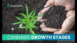 Stages of the Marijuana Plant Growth Cycle