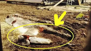 They Thought it was the Remains of a Horse, Looking Closer, they Experienced a Real Shock