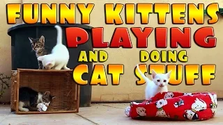 Funny kittens playing and doing cat stuff