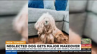 Neglected dog in Phoenix gets matted hair removed