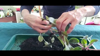 Dividing up AFRICAN VIOLET Plants - Secret Revealed - REMOVING DIRT FROM LEAVES!!!!