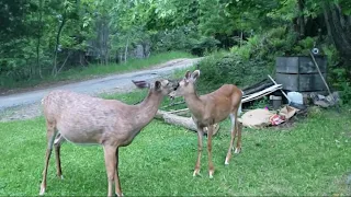 Super friendly mother & baby deer visit human friend