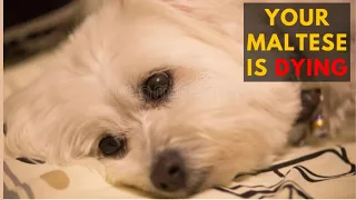 15 Common Signs That Your Maltese Dog is Dying