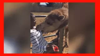 FORGET CATS  Funny KIDS vs ZOO ANIMALS are WAY FUNNIER    TRY NOT TO LAUGH | REUPLOAD