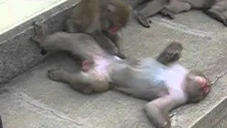 A monkey's penis twitches as he is groomed by another monkey