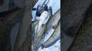риболов на сом и шаран