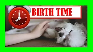 ▶ How Long Does it Take a DOG to Have PUPPIES? 🕓 Discover How Long are Dogs in Labor 🕓