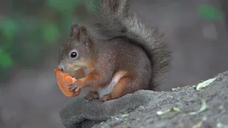 Красивая белка ест морковку / A beautiful squirrel eats a carrot