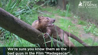 Small Carnivore September: Species Spotlight: Fossa |  Port Lympne Hotel & Reserve