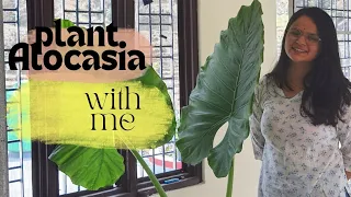 How to grow Alocasia plant🪴