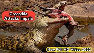 🔥Top 6 Best Crocodile Attacks Impala Moments New video 2022 Full HD