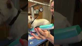 Hold your Dog Grooming Clipper the Right Way