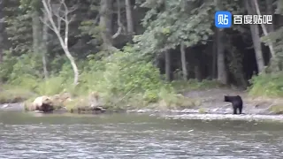What happens when a Black bear encounters a brown bear