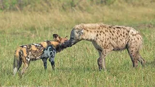 When Alone Wild Dog Fight