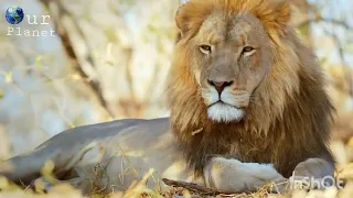THE LION KINGDOME DOCUMENTARY IN HINDI #ANIMAL PLANET #NETFLIX