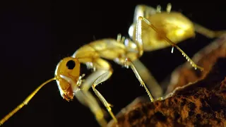 CAMPONOTUS TURKESTANUS-ЖЁЛТЫЙ ТУРКЕСТАНСКИЙ МУРАВЕЙ ДРЕВОТОЧЕЦ//БЛОГ 1//ВСЁ О ВИДЕ.