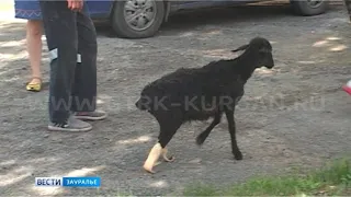 В Курганской клинике овечку Бяшу поставили на протезы