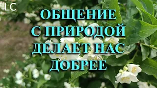 Эти пения приносят радость и вдохновение, наполняя сердце теплотой.  #музыкадлясна