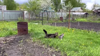 Maine Coon Sherkhan drives the neighbor's cat out of his territory