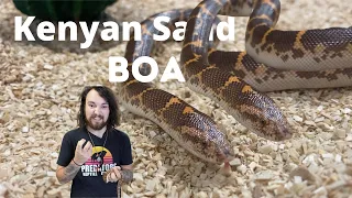 Kenyan Sand Boa highlights and Captive Care