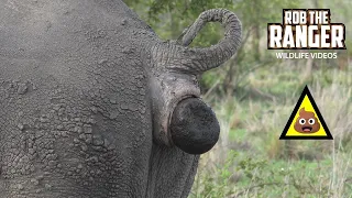 Young White Rhino Bull At A Territorial Midden