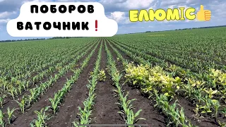 Поля ПОЗАЛИВАЛО☔️😱Соняшник і кукурудза ПРЕ,СОЯ сходить👌👍ХАЙЛЮКС ПЛИВЕ✅