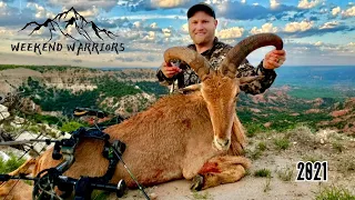 AFFLICTOR VS AOUDAD - West Texas Showdown [Bowhunting Aoudad] Texas Aoudad.