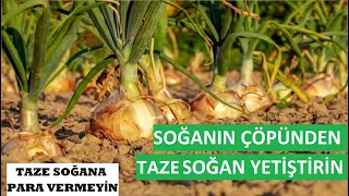 Soğanın Çöpünden Soğan Yetiştirin ve Taze Soğana Para Vermeyin, Doğal Yaşıyorum, Pratik Bilgiler